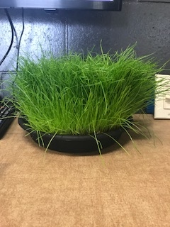 Work Environment and Cat Grass 2